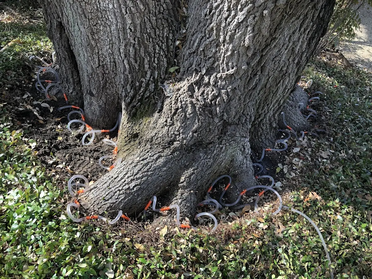 Detailed Tree Cabling and Bracing job site in Deport