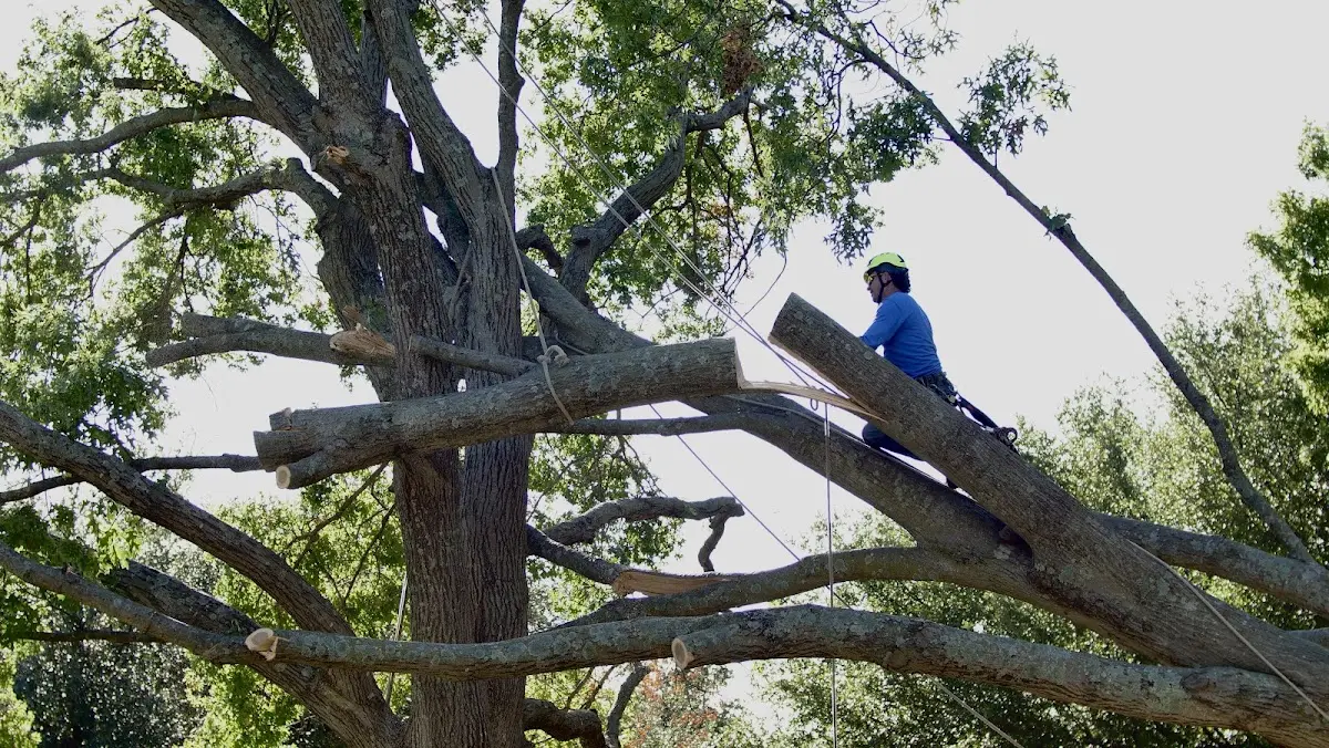 Professional Hazardous Tree Removal performed by certified arborists in Deport