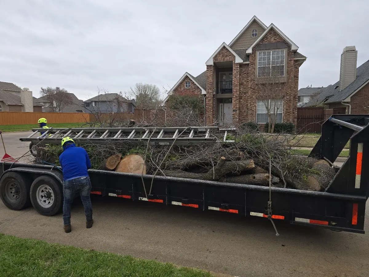 Expert Tree Removal with proper safety equipment in Deport